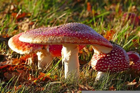 Mushrooms Toadstools Fly Agaric Free Photo On Pixabay Pixabay