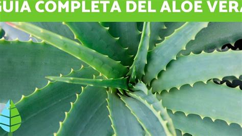 Gu A Completa C Mo Utilizar El Aloe Vera Directamente De La Planta