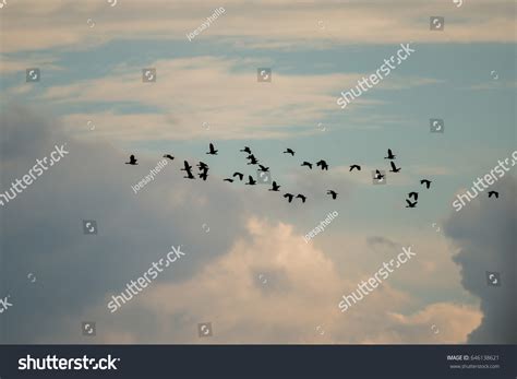 Flying Lesser Whistling Duck Wetlands Thale Foto De Stock 646138621