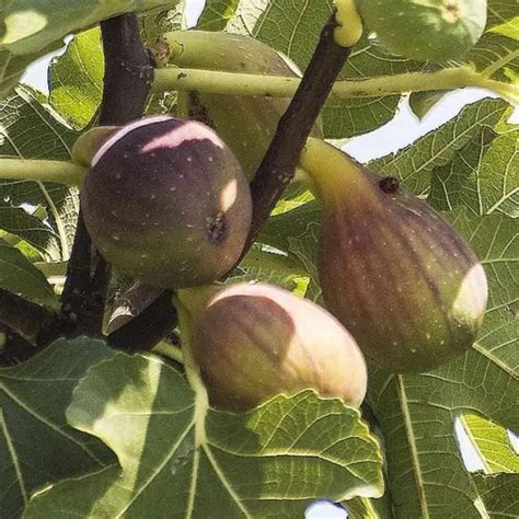 5 Best Cold Hardy Fig Trees For Usda Zone 6