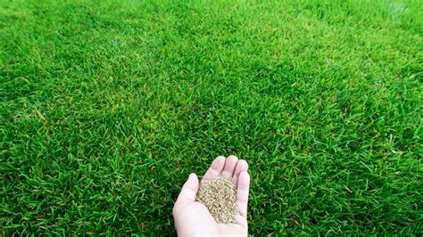 7 Fastest Growing Grass Seed For Your Garden - greeniq.co