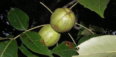 Trees Of North America Carya Ovata The Shagbark Hickory Dave S Garden