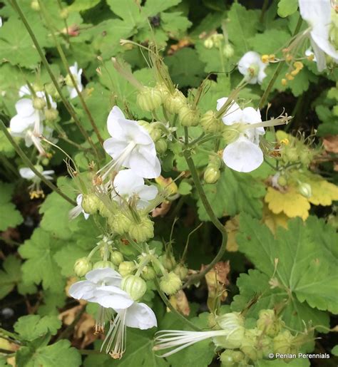 Geranium Macrorrhizum ‘white Ness Penlan Perennials Nursery