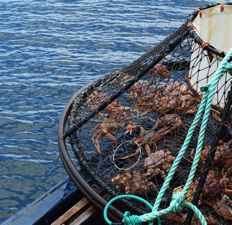 Opilio Crab Fishing In Alaska Stock Photo Image Of Fisheries Mesh