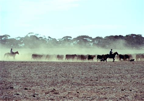 Giddyup Horses Dust Cattle David Australia Flickr