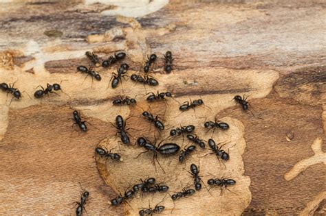 Exterminator Toronto: Carpenter Ants vs. Termites – What’s the Difference