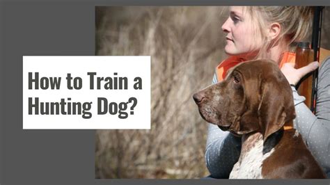 How To Train A Hunting Dog The Shooting Gears