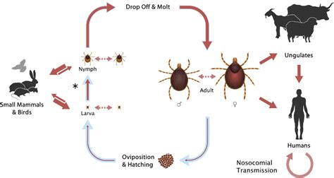 Figure From The Ecology Of Ticks And Epidemiology Of Tick Borne