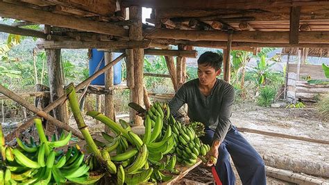 Panen Pisang Panjang Hasil Kebun Untuk Di Bawa Ke Kempung Pesanan Ibu