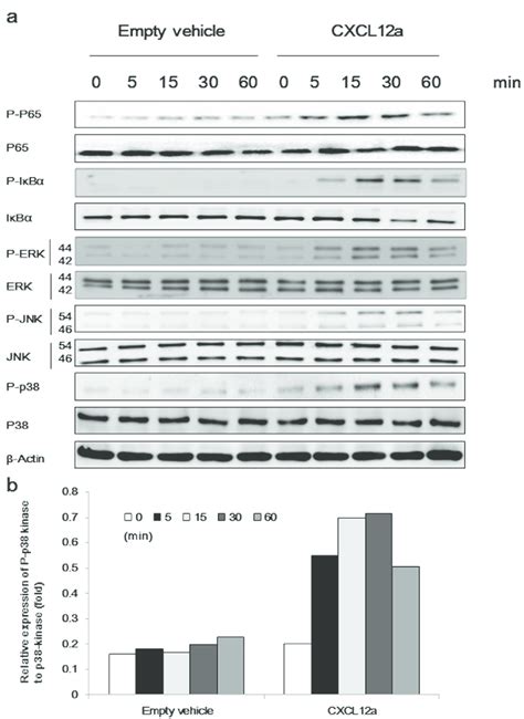 Cxcl A Induces Nf B Activation And The Phosphorylation Of Mapks A