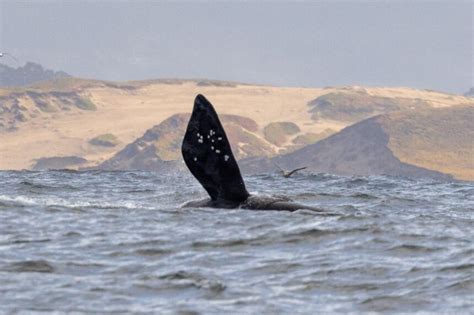 Rare North Pacific Right Whale Sighting In Monterey Bay KION546