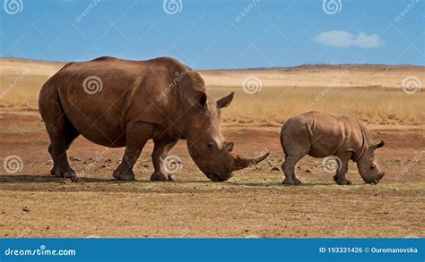 Mother And Baby Rhino Are Standing Next To Each Other Stock Photo