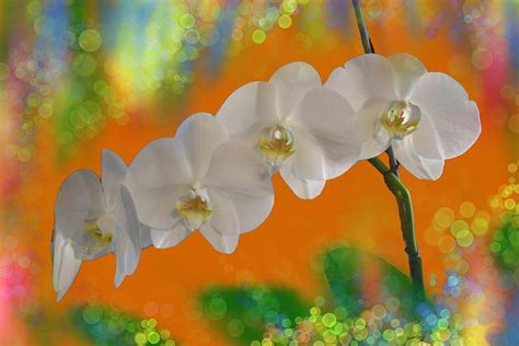 Pure White Orchid Multi Blossom Spray Orange Yellow Bkgd Digital Art By