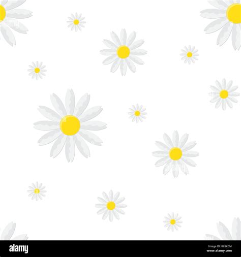 Seamless Floral Pattern With Isolated Chamomile Vector Illustration