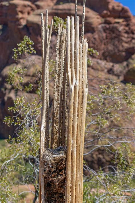 Bird Nest In Dried Saguaro Cactus On Echo Canyon Trail Stock Image