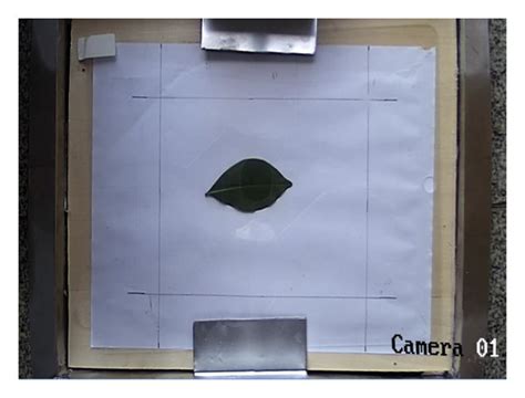 The Leaf Area Measurement Process A Placement In The Measurement Download Scientific Diagram