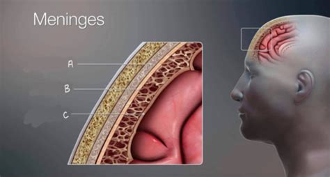 Meninges And Dural Venous Sinuses Flashcards Quizlet