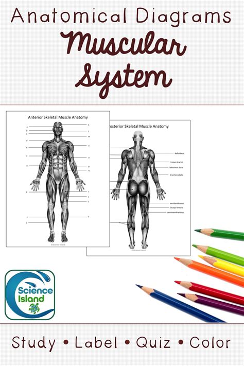 Muscular System Diagrams Study Label Quiz And Color Muscular System