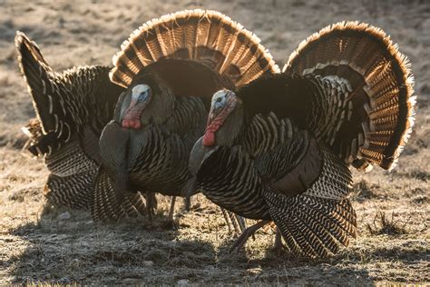 How To Use Turkey Locator Calls Huntstand