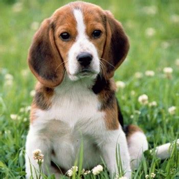 Beagle Rescue Near Me | PETSIDI