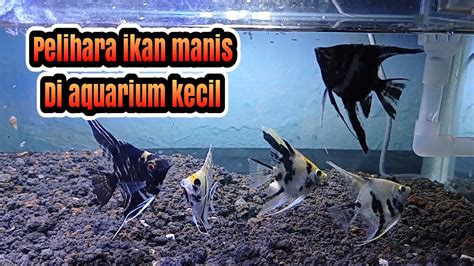 Memelihara Ikan Manfish Di Aquarium Kecil Youtube