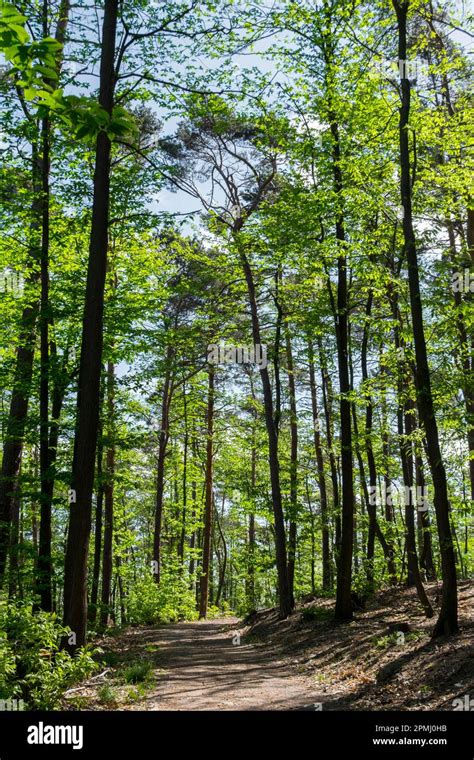 Hiking Trail In The Palatinate Forest Nature Park Park Stock Photo Alamy