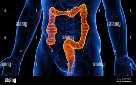 Peristaltic Movement Of The Colon Illustration Stock Photo Alamy