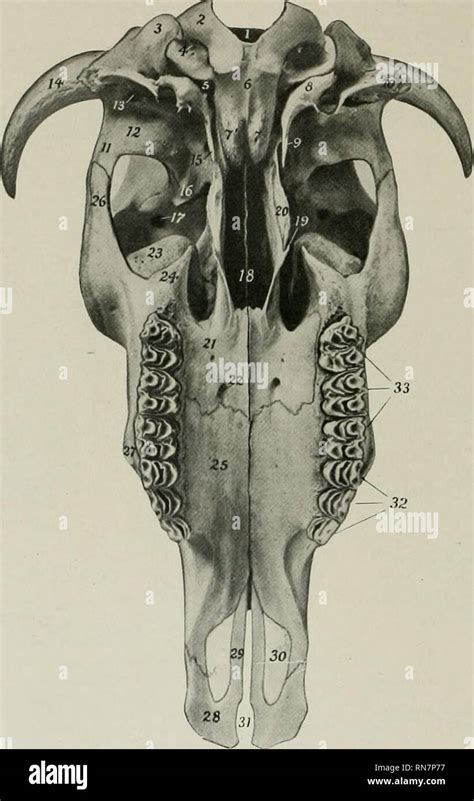 Occipital Torus Solved This Cranium Is A Homo