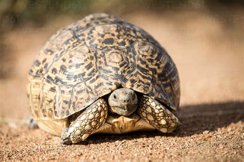 A Leopard Tortoise Stigmochelys Pardalis Stands On Sand Alert Head