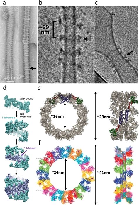 Open And Cut Allosteric Motion And Membrane Fission By Dynamin