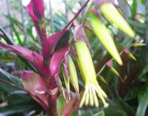 Bromeliads In Australia Vriesea Philippo Coburgi