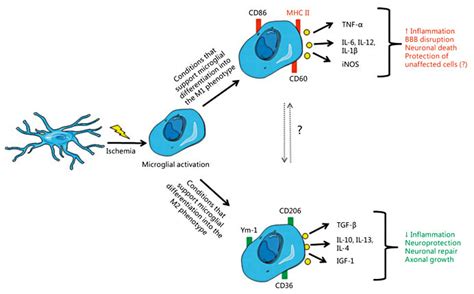 Summary Of Microglial Activation And Polarization After A Pathological