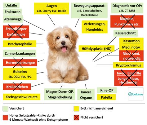 Hunde Op Versicherung F R Havaneser Inkl Op Statistik