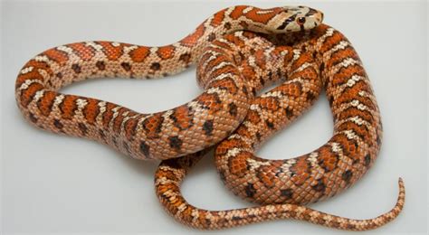 13 Types of Snakes That Live in Turkey! (ID Guide) - Bird Watching HQ