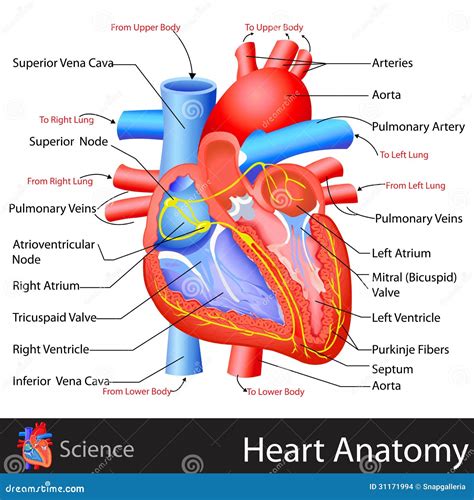 Anatomia Del Corazon Humano Imagenes