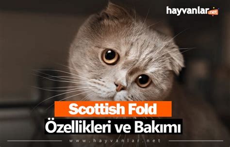 Scottish Fold Zellikleri Ve Bak M Hayvanlar Net