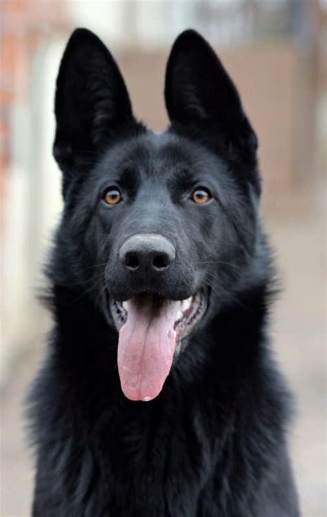 101+ Top German Shepherd Names That Stand Out in the Dog Park - World ...