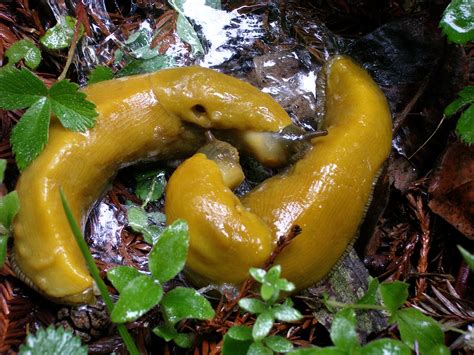 Banana Slugs Mating 3