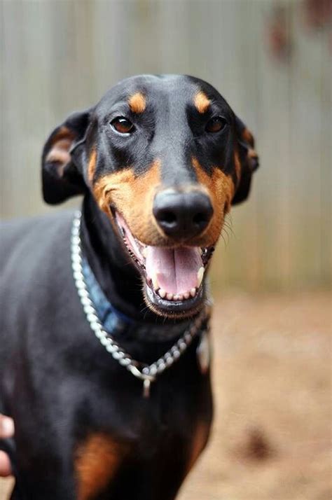 Black Doberman Doberman Dogs Doberman Pinscher Dog Doberman Pinscher