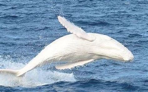 Albino Humpback Whale Calf Spotted Off Coast Of Australia Daily Mail