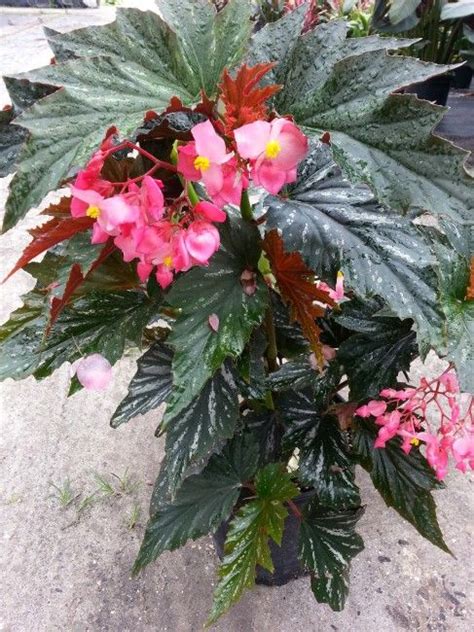 Begonia Angel Wing Lana Flowering House Plants Container Gardening