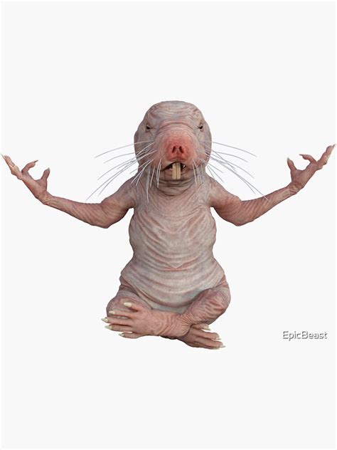 I Just Really Like Naked Moles Ok Funny Naked Mole Rat Sticker For