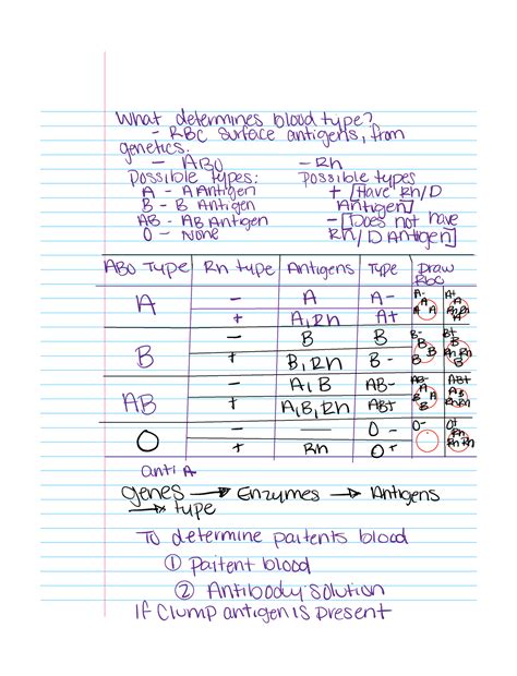 Notes 9 29 Blood What Determines Blood Type RBC Surface Antigens From