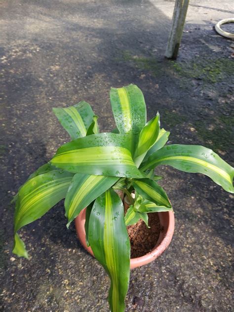 Variegated Dracaena Fragrans In Furniture Home Living Gardening