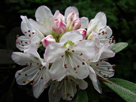 Rose Bay Rhododendron Photograph by William Tanneberger - Fine Art America