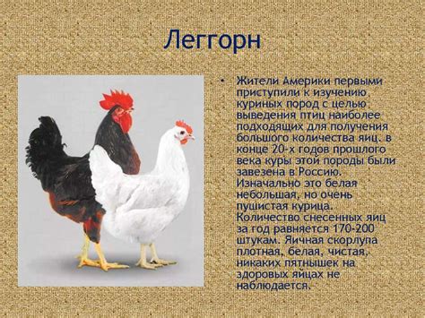 Домашние птицы. Птицеводство - презентация онлайн