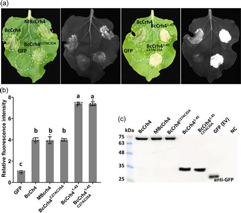 The Botrytis Cinerea Transglycosylase Bccrh4 Is A Cell Death‐inducing