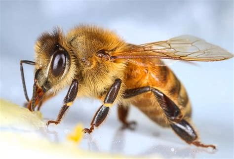 Diferencia Entre Abeja Y Abejorro