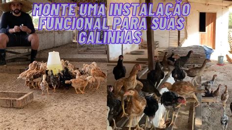 Criação de galinha caipira como montar uma boa instalação para suas