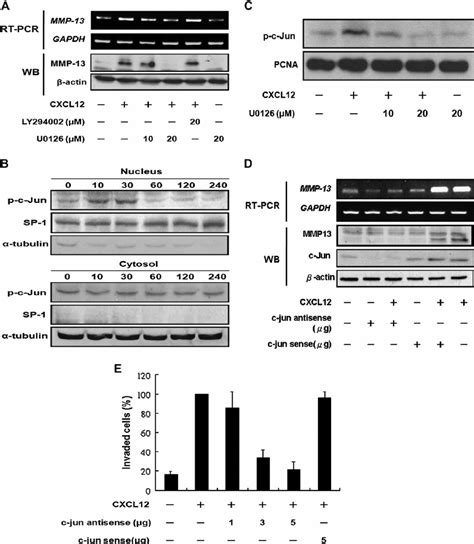 The Role Of Erk12ap 1 In The Cxcl12 Induced Expression Of Mmp 13 And